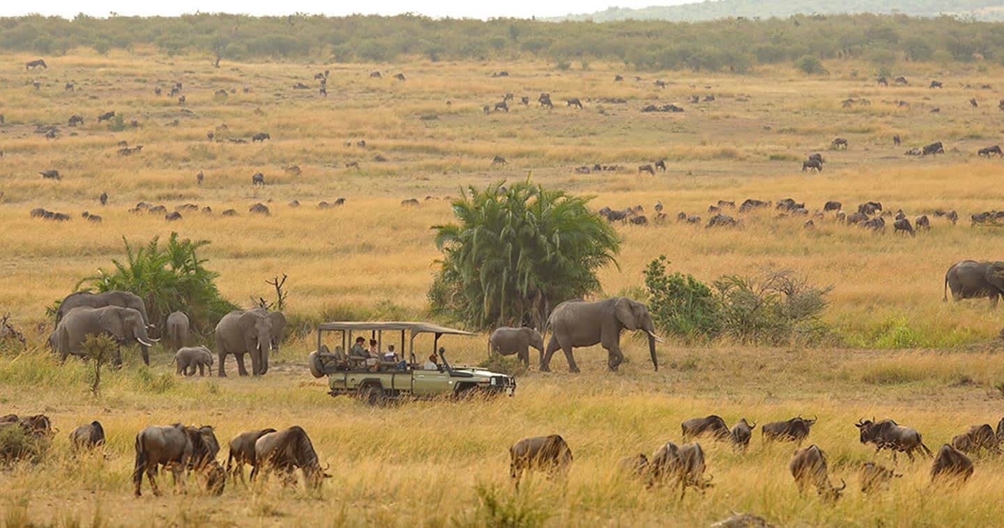serengetigamedrivetanzania